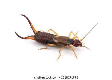 European earwig (Forficula auricularia) isolated on white background