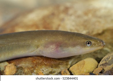 European eel (Anguilla anguilla) juvenile, macro portrait. Maremma. Tuscany. Italy.
