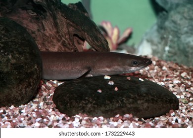 European Eel - Anguilla Anguilla Is A Species Of Eel, A Snake-like, Catadromous Fish. 