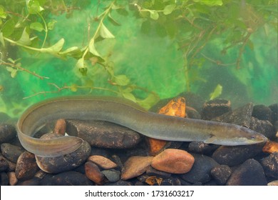 Freshwater Eels Images Stock Photos Vectors Shutterstock