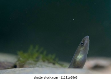 European Eel In Rocks