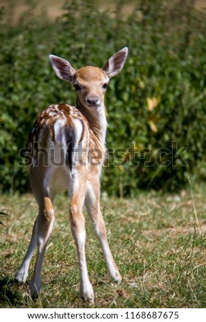 european fallow deer baby