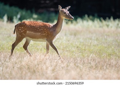 European fallow deer (Dama dama). Adult female of this beautiful large mammal with cute small baby deer. Dark background. Green meadow in foreground. Beautiful sunny photo. Scene from wild nature.