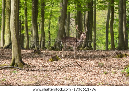 Similar – A little deer stands in the forest