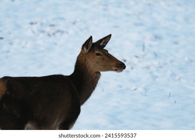 European fallow deer (Dama dama) in the snow - Powered by Shutterstock