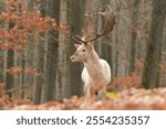 European fallow deer Dama dama wildlife antlers fawn western male European graze in meadow nice eyes fur forest in mountains, nice darling, widespread species hunting animal care, hunted Europe