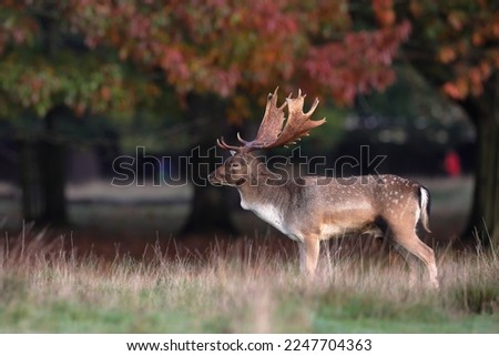 The European fallow deer, also known as the common fallow deer or simply fallow deer, is a species of ruminant mammal belonging to the family Cervidae.
