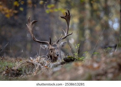 European fallow deer with large antlers resting in an autumn forest, Majestic Stag Resting, Blurred autumn forest background in warm colors, Fallen leaves and foliage on the forest floor - Powered by Shutterstock