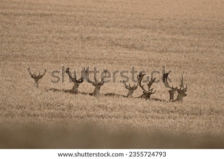 European fallow deer on the cereal field. European nature during summer season. Herd of fallow deers. Brown deer with the spots.