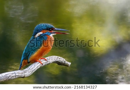 European female kingfisher sits on a stick above the river hunting for fish. Colorful kingfisher with a typical short tail.

