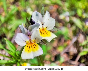 European Field Pansy Is Beautiful Flower