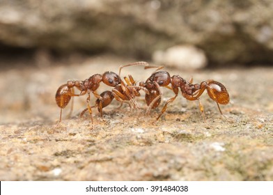  European Fire Ant, Czech Republic, Europe