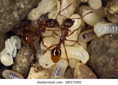 European Fire Ant, Formica Rubra