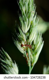 European Fire Ant, Grasses And Aphids