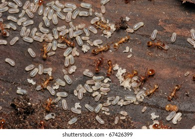 European Fire Ant Myrmica Rubra