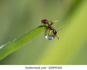 European Fire Ant On A Water Drop, Myrmica Rubra