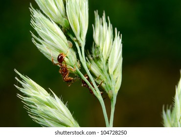 European Fire Ant, Panicles, Aphids