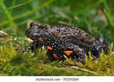 The European fire-bellied toad (Bombina bombina) captured close up in moss.