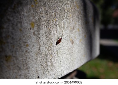 European firebug, isolated, partial shade, on concrete. Pyrrhocoris apterus, is a common insect of the family Pyrrhocoridae. Easily recognizable due to its striking red and black coloration