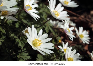 EUROPEAN FOREST FLOWERS: Blooming Bush Anemone