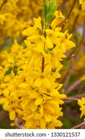 European Forsythia Or Beatrix Farrand Forsythia Outstanding Showy Golden-yellow Spring