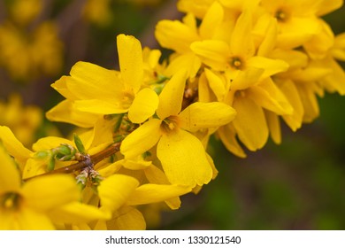 European Forsythia Or Beatrix Farrand Forsythia  Outstanding Showy Golden-yellow Spring