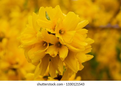 European Forsythia Or Beatrix Farrand Forsythia  Outstanding Showy Golden-yellow Spring