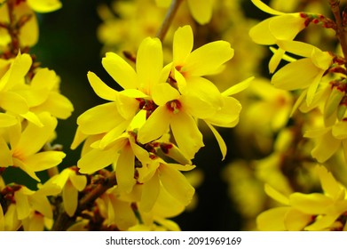 European Forsythia Or Beatrix Farrand Forsythia Outstanding Showy Golden-yellow Spring