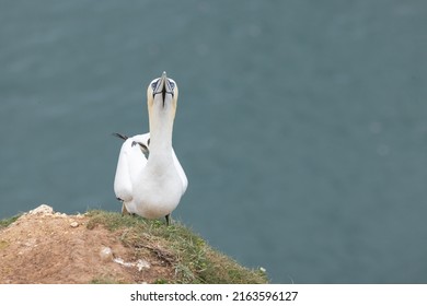 European gannet (Morus bassanus) standing funny with head up at Bempton Cliffs, a nature reserve run by the RSPB, at Bempton in the East Riding of Yorkshire, England