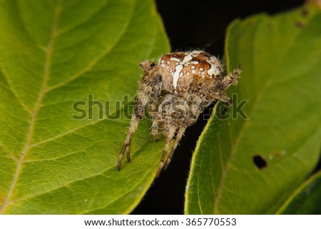 European garden spider (Araneus diadematus) on a leaf