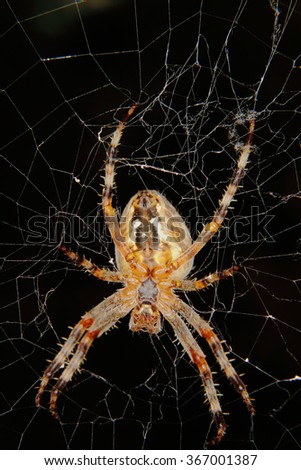 European garden spider (Araneus diadematus) in their cobweb