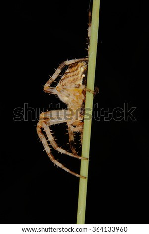 European garden spider (Araneus diadematus)on a plant stemp