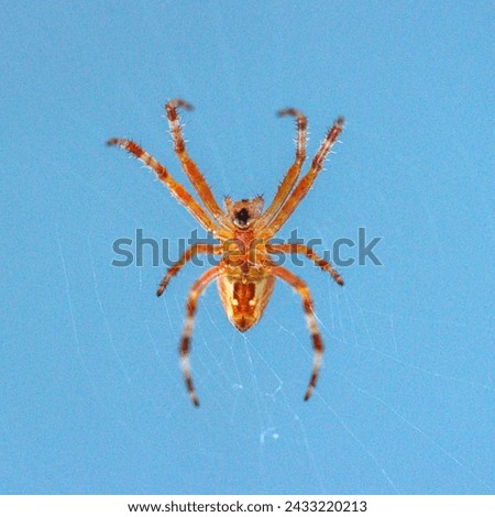 European garden spider, cross orbweaver on spiderweb - Araneus diadematus
