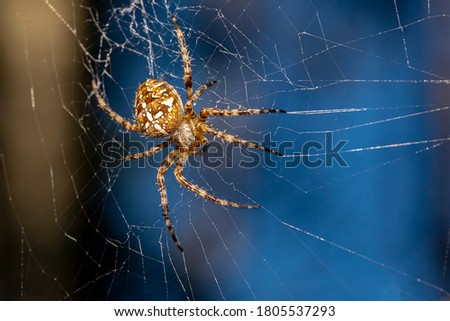 European garden spider, diadem spider, orangie, cross spider and crowned orb weaver (Araneus diadematus)