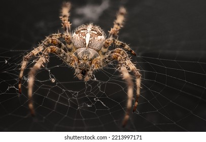 European Garden Spider Shot In The UK