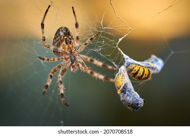 European garden spider with wasps in the web (Araneus diadematus). Female spider and her prey - Shutterstock ID 2070708518