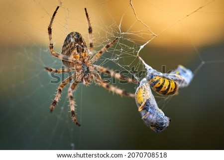 European garden spider with wasps in the web (Araneus diadematus). Female spider and her prey