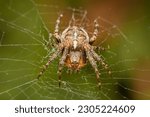 European garden spider  in the web
