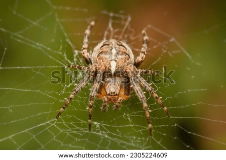 European garden spider  in the web
