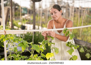 European girl works in garden near garden bed, takes care of plants, performs pruning, ties up climbing vines of cucumber plants. Concept of country life, peasant everyday life, work in garden - Powered by Shutterstock