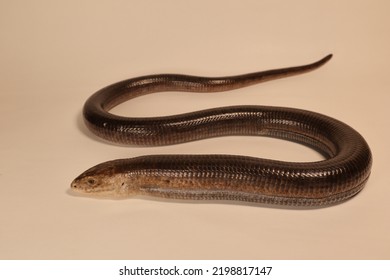 European Glass Lizard Isolated On A White Background.
Not Snake. Legless Lizard (Pseudopus Apodus).
Reptile.
Exotic Veterinarian, Wildlife Vet.
Veterinary Medicine.
Reptiles, Wild Animals, Animal