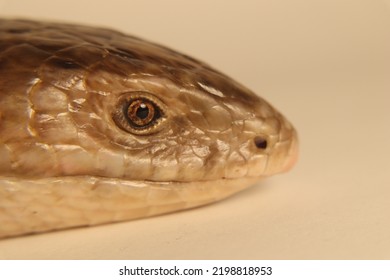 European Glass Lizard Isolated On White Background.
Legless Lizard (Pseudopus Apodus).
Not Snake, It Has Eyelids.
Reptile.
Exotic Veterinarian, Wildlife Vet.
Veterinary.
Reptiles, Wild Animals, Animal