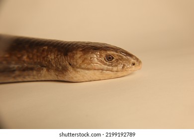 European Glass Lizard Isolated On White Background.
Legless Lizard (Pseudopus Apodus).
Not Snake, It Has Ears, Wide Tongue And Eyelids.
Exotic, Wildlife Vet.
Reptile, Reptiles, Wild Animals, Animal