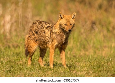 European Golden Jackal