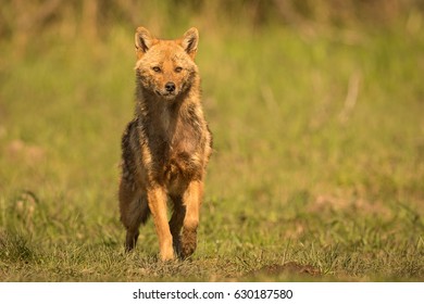 European Golden Jackal