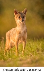 European Golden Jackal