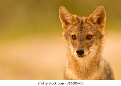 European Golden Jackal