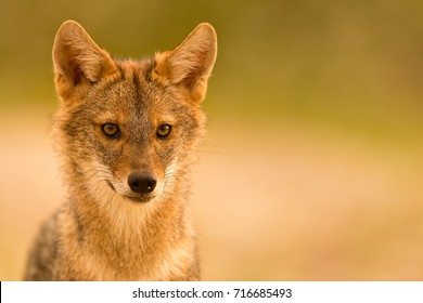 European Golden Jackal