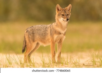 European Golden Jackal