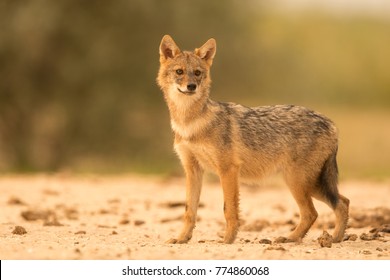 European Golden Jackal